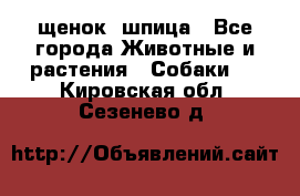 щенок  шпица - Все города Животные и растения » Собаки   . Кировская обл.,Сезенево д.